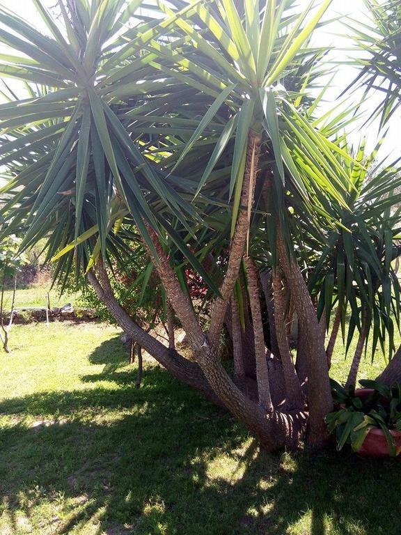 كانّيجوني Bed And Breakfast Li Paduli Alvi المظهر الخارجي الصورة